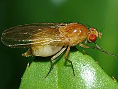 Lauxaniid Fly